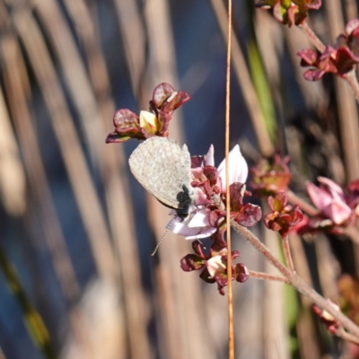 Zizina otis (Common Grass-Blue) at Snowball, NSW - 29 May 2024 by RobG1