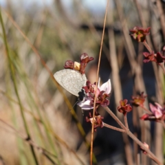 Zizina otis at Deua National Park (CNM area) - 29 May 2024