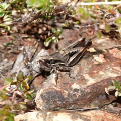 Phaulacridium vittatum at Snowball, NSW - 29 May 2024 by RobG1