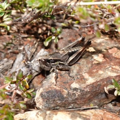 Praxibulus sp. (genus) (A grasshopper) at Snowball, NSW - 29 May 2024 by RobG1