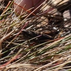 Praxibulus sp. (genus) at Deua National Park (CNM area) - 29 May 2024