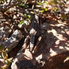 Praxibulus sp. (genus) at Deua National Park (CNM area) - 29 May 2024