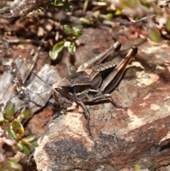 Praxibulus sp. (genus) at Deua National Park (CNM area) - 29 May 2024