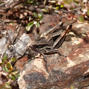 Praxibulus sp. (genus) at Deua National Park (CNM area) - 29 May 2024