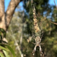 Trichonephila edulis (Golden orb weaver) at Mount Ainslie - 30 May 2024 by JaneHaycock