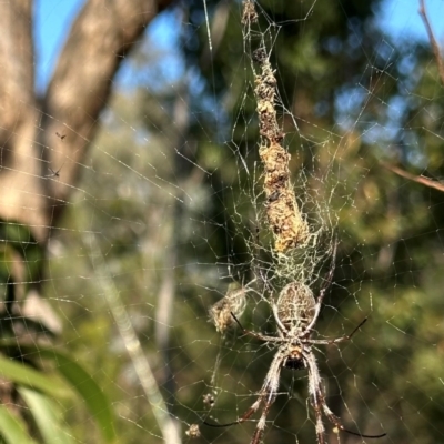 Trichonephila edulis (Golden orb weaver) at Mount Ainslie - 29 May 2024 by JaneHaycock