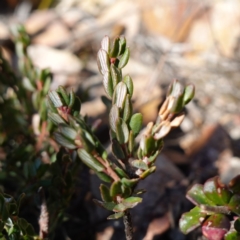 Monotoca rotundifolia (Trailing Monotoca) at Deua National Park (CNM area) - 29 May 2024 by RobG1