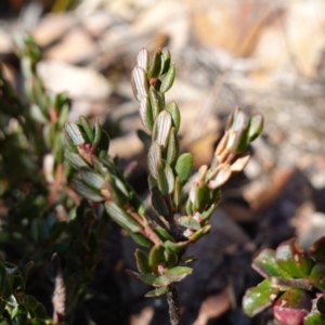 Monotoca rotundifolia at Deua National Park (CNM area) - 29 May 2024