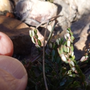 Monotoca rotundifolia at Deua National Park (CNM area) - 29 May 2024