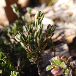 Monotoca rotundifolia at Deua National Park (CNM area) - 29 May 2024