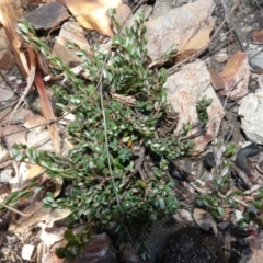 Monotoca rotundifolia at Deua National Park (CNM area) - 29 May 2024