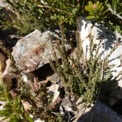 Monotoca rotundifolia at Deua National Park (CNM area) - 29 May 2024