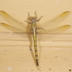 Orthetrum caledonicum at Donald, VIC - 5 Feb 2017 by WendyEM