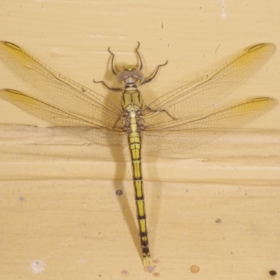 Unidentified Dragonfly (Anisoptera) at Donald, VIC - 5 Feb 2017 by WendyEM