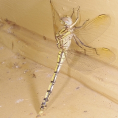 Orthetrum caledonicum at Donald, VIC - 5 Feb 2017 11:30 AM