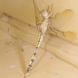 Orthetrum caledonicum at Donald, VIC - 5 Feb 2017 11:30 AM