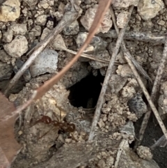 Aphaenogaster sp. (Funnel Ant) at Kyeamba, NSW - 5 May 2024 by StrongM