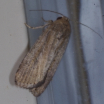 Athetis tenuis (Plain Tenuis Moth) at Avoca, VIC - 4 Feb 2017 by WendyEM