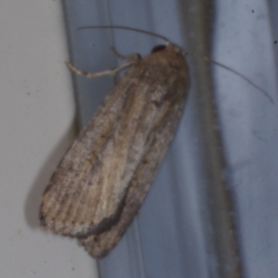 Athetis tenuis (Plain Tenuis Moth) at Avoca, VIC - 5 Feb 2017 by WendyEM