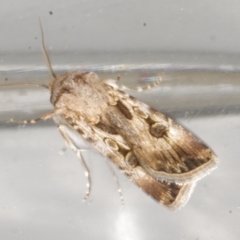 Agrotis munda (Brown Cutworm) at Avoca, VIC - 4 Feb 2017 by WendyEM