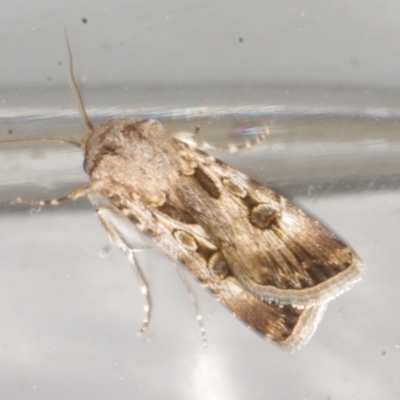 Agrotis munda (Brown Cutworm) at Avoca, VIC - 4 Feb 2017 by WendyEM