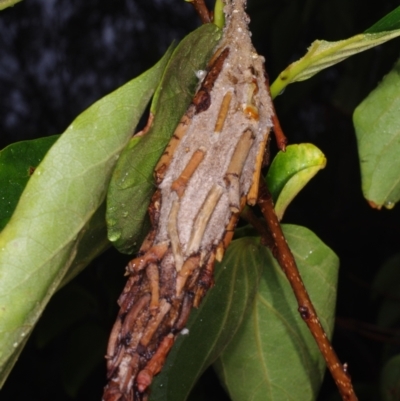 Metura elongatus (Saunders' case moth) at WendyEM's place - 5 Feb 2017 by WendyEM