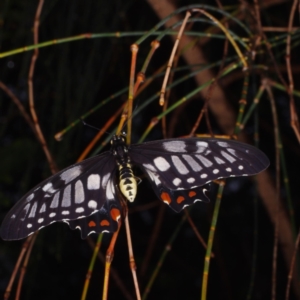 Papilio anactus at WendyEM's place - 5 Feb 2017 06:41 PM