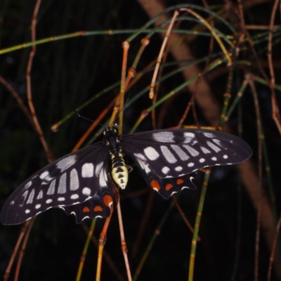 Papilio anactus (Dainty Swallowtail) at WendyEM's place - 5 Feb 2017 by WendyEM