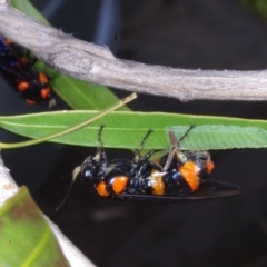 Unidentified Sawfly (Hymenoptera, Symphyta) at Coburg, VIC - 9 Feb 2017 by WendyEM