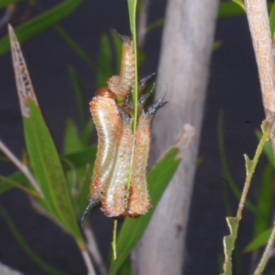 Unidentified Sawfly (Hymenoptera, Symphyta) at Coburg, VIC - 9 Feb 2017 by WendyEM