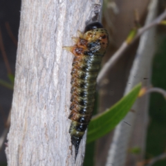 Pterygophorinae (subfamily) (Sawfly) at Coburg, VIC - 9 Feb 2017 by WendyEM