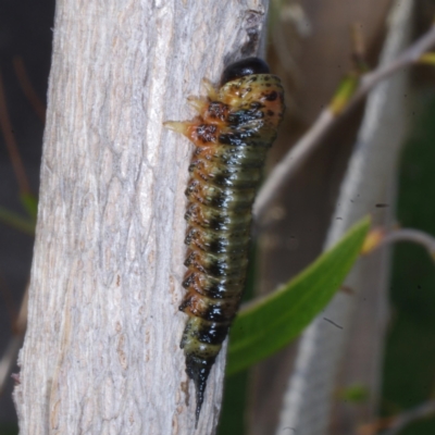 Pterygophorus cinctus at Coburg, VIC - 9 Feb 2017 by WendyEM