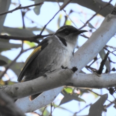 Phylidonyris pyrrhopterus (Crescent Honeyeater) at Acton, ACT - 29 May 2024 by HelenCross