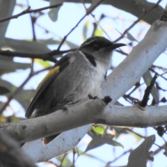 Phylidonyris pyrrhopterus at ANBG - 29 May 2024 by HelenCross