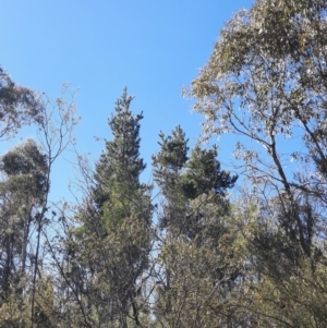 Pinus radiata at Gibraltar Pines - 29 May 2024 11:33 AM