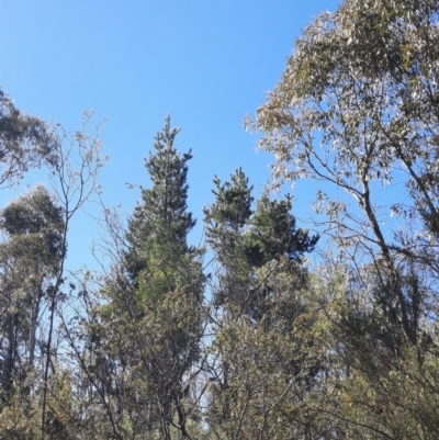 Pinus radiata (Monterey or Radiata Pine) at Gibraltar Pines - 29 May 2024 by MB