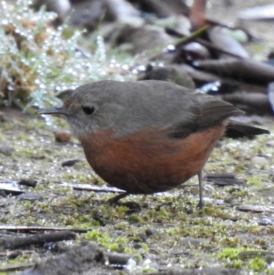 Origma solitaria (Rockwarbler) at Wollondilly Local Government Area - 29 May 2024 by GlossyGal