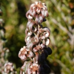 Unidentified Pea at Badja, NSW - 29 May 2024 by RobG1