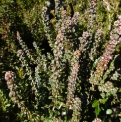Oxylobium ellipticum at Deua National Park (CNM area) - 29 May 2024 12:26 PM