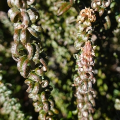 Oxylobium ellipticum at Deua National Park (CNM area) - 29 May 2024 12:26 PM