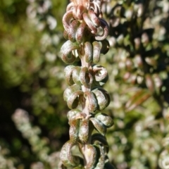 Oxylobium ellipticum at Deua National Park (CNM area) - 29 May 2024 12:26 PM