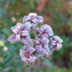 Oxylobium ellipticum at Deua National Park (CNM area) - 29 May 2024 12:26 PM