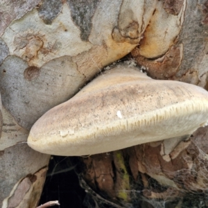 Laetiporus portentosus at West Goulburn Bushland Reserve - 30 May 2024