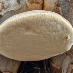 Laetiporus portentosus at West Goulburn Bushland Reserve - 30 May 2024