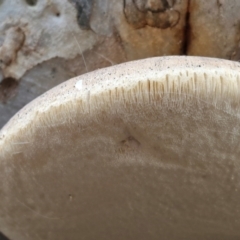 Laetiporus portentosus at West Goulburn Bushland Reserve - 30 May 2024