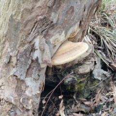 Laetiporus portentosus at West Goulburn Bushland Reserve - 30 May 2024 01:29 PM