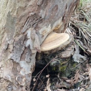 Laetiporus portentosus at West Goulburn Bushland Reserve - 30 May 2024