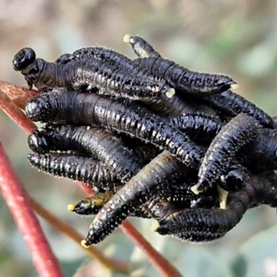 Perginae sp. (subfamily) (Unidentified pergine sawfly) at West Goulburn Bushland Reserve - 30 May 2024 by trevorpreston