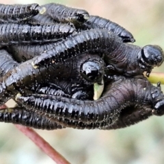 Perginae sp. (subfamily) at Goulburn, NSW - 30 May 2024