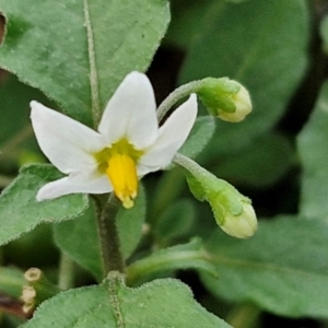 Solanum nigrum at Goulburn, NSW - 30 May 2024